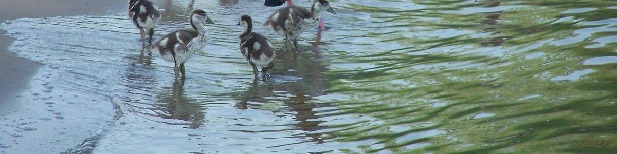 Photo "Egyptian Goose with their offspring coming onto the riverside at the Rhein near Kaltenengers, Rhineland-Palatinate, Germany" by Günter Schnitzler (Creative Commons Attribution-Share Alike 3.0 de) / Cropped from original