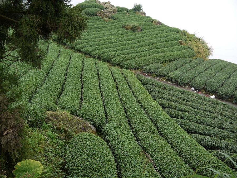 嘉義縣番路鄉 隙頂茶園