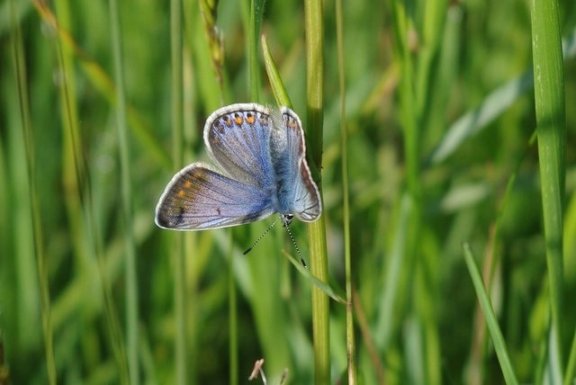Photo "Navestock" by Glyn Baker (CC BY-SA) / Cropped from original