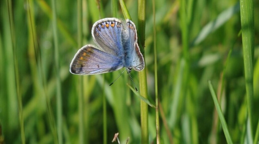 "Navestock"-foto av Glyn Baker (CC BY-SA) / Urklipp från original