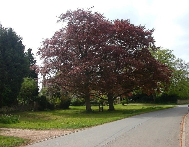 Sulgrave Stocks in the shade of two trees.