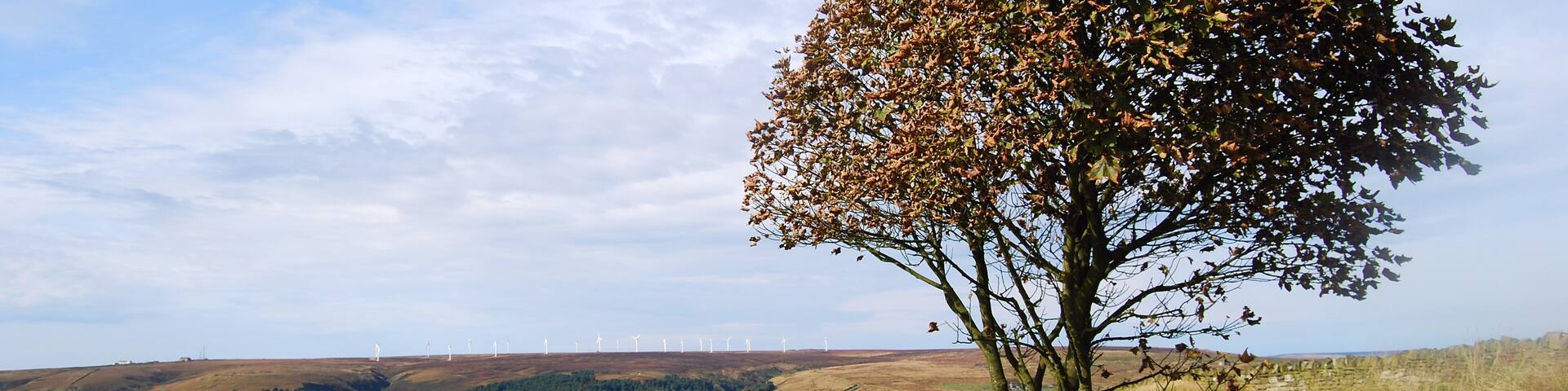 First signs of autumn in a tree on Ned Hill Road, Queensbury