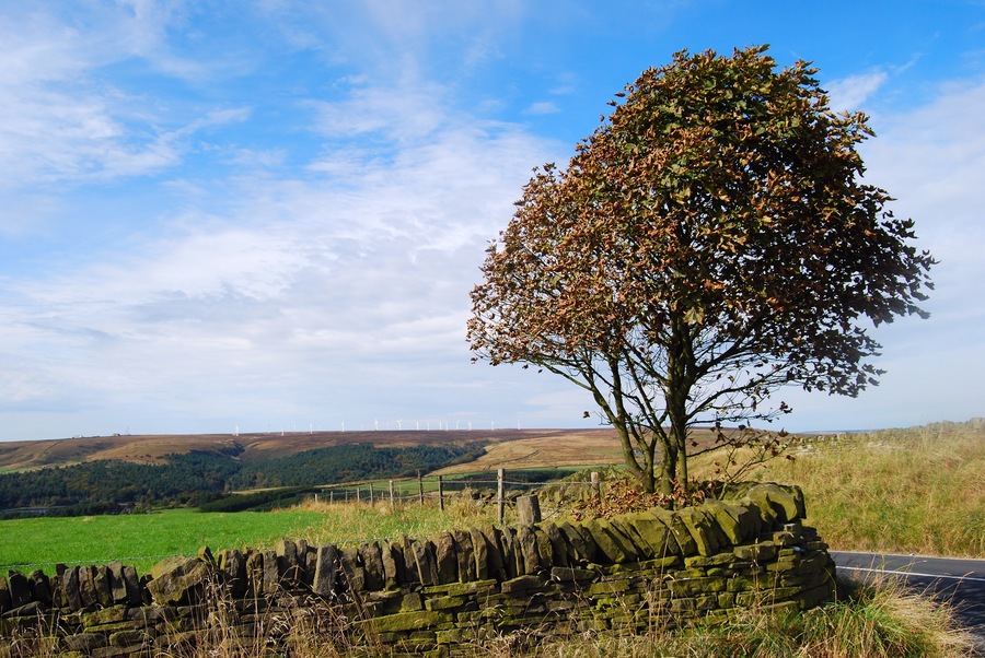 First signs of autumn in a tree on Ned Hill Road, Queensbury