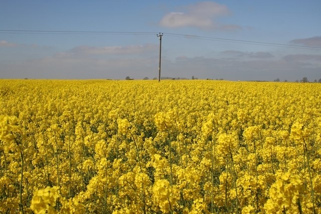 Oil Seed Rape A solitary telegraph pole in a sea of yellow