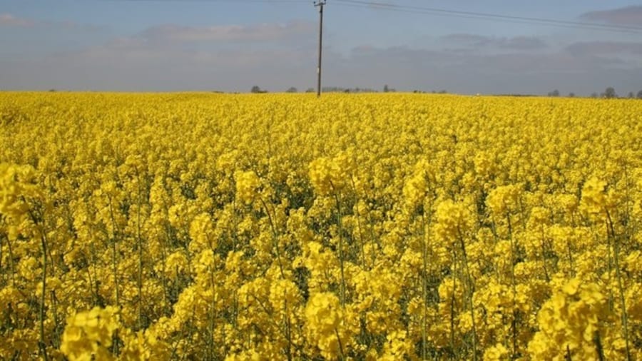 Photo "Oil Seed Rape A solitary telegraph pole in a sea of yellow" by Richard Croft (Creative Commons Attribution-Share Alike 2.0) / Cropped from original