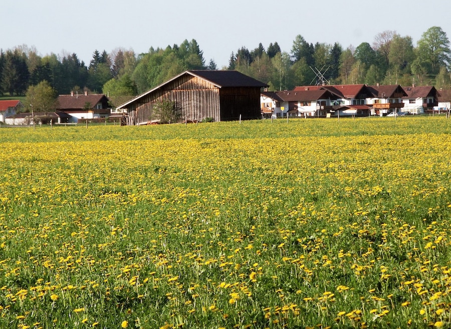 黃花地 Golden Field