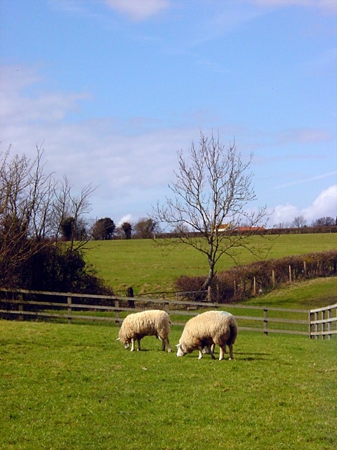 Court Farm, Banwell. Used to be a dairy farm, now they farm a couple of specialist breeds and run a farm open to children.