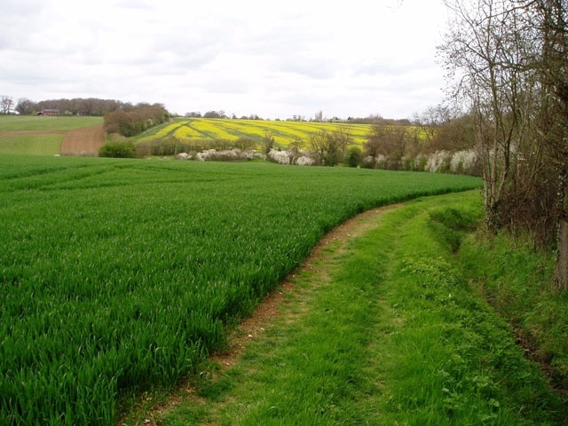 Wheat and oilseed rape, near Wimbish. In the foreground, a large field of unripened wheat; in the background the rape is just coming into flower. The River Pant flows in the valley in between.