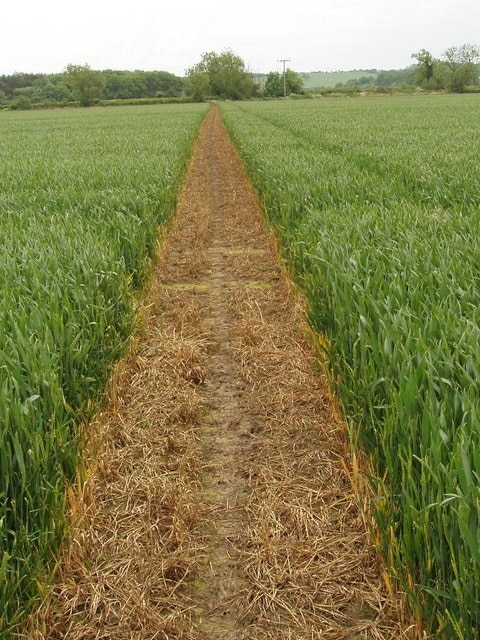 Footpath through growing wheat, Murcott. This is on Manor farm.