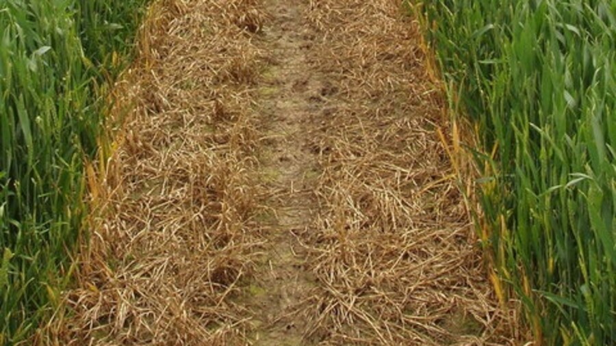 Photo "Footpath through growing wheat, Murcott. This is on Manor farm." by David Hawgood (Creative Commons Attribution-Share Alike 2.0) / Cropped from original