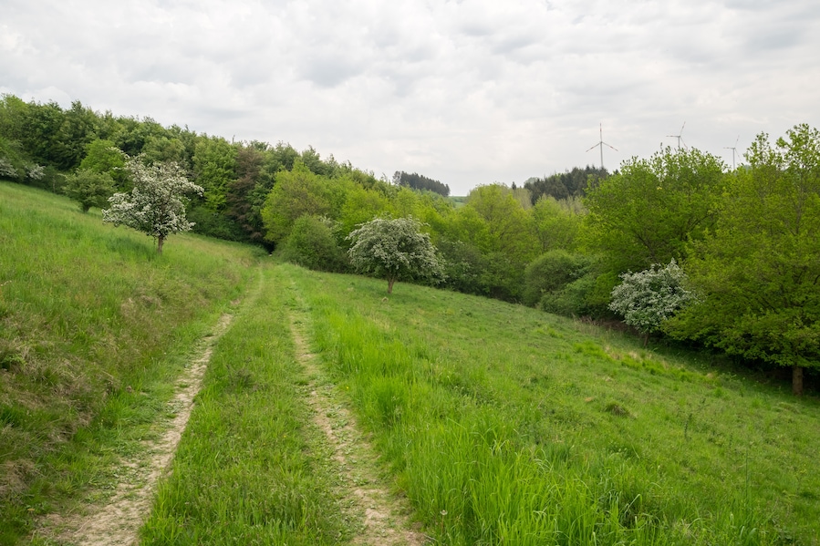 Naturschutzgebiet Bierberg am Bierberg, Lügde, Kreis Lippe