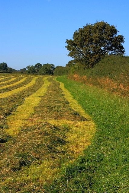 Foto “Whorlton” tomada por Mick Garratt (CC BY-SA); recorte de la original