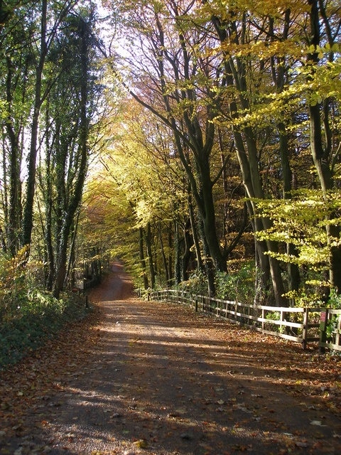 Country Park access road in autumn