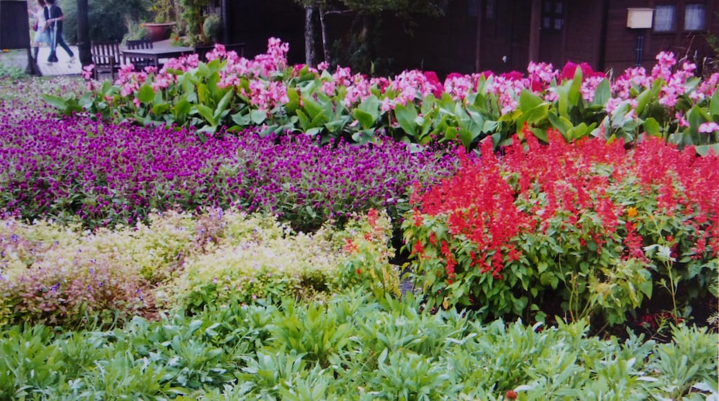 Foto "Kuju Flower Park" di lienyuan lee (CC BY) / Ritaglio dell’originale