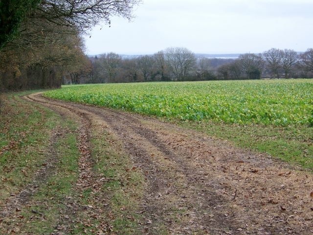 Boundary Footpath The footpath runs along the woodland edge with turnip crops to the right.