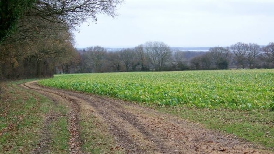 Photo "Boundary Footpath The footpath runs along the woodland edge with turnip crops to the right." by Trish Steel (Creative Commons Attribution-Share Alike 2.0) / Cropped from original