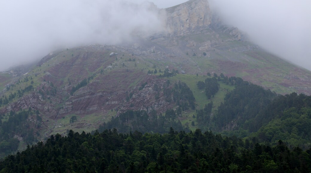 « Jungle d'Oza», photo de S. Rae (CC BY) / rognée de l’originale