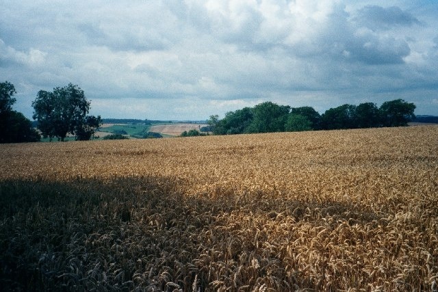 Cornfield on Monarch's Way. This field is on the Monarch's Way path, just south-west of Stow-on-the-Wold.