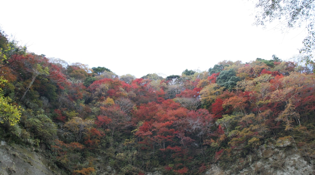 Photo "Ichihara" by くろふね (CC BY) / Cropped from original