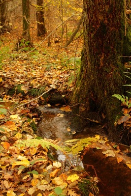 Bois de l'étang du Merles