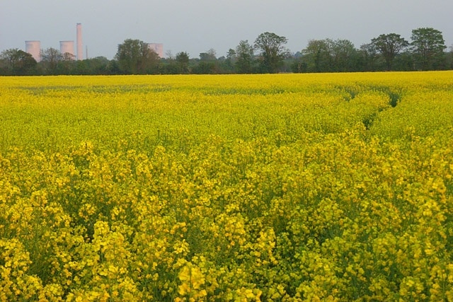 Farmland, Marcham Extensive fields of oil-seed rape leading towards the River Ock. Didcot Power Station has taken on a pinkish hue in the evening light.