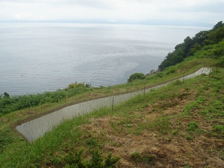 新井の棚田