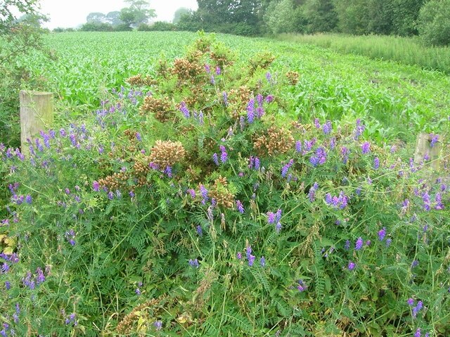 "Prees"-foto av Simon Mortimer (CC BY-SA) / Urklipp från original