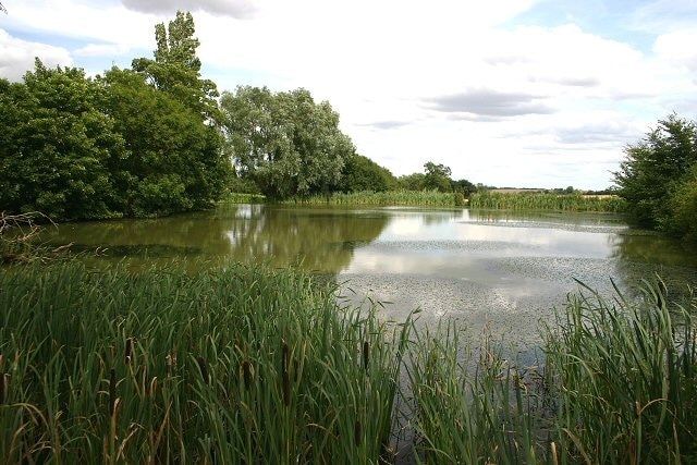 Sturmer Hall pond Looking east across the pond, from the footpath that leads to Steeple Bumpstead.