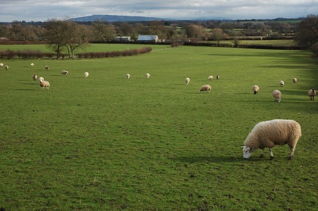 Sheep grazing in Welland Sheep grazing in a field in Welland to the east of Castelmorton Common. Bredon Hill, the largest Cotswold outlier can be seen in the distance.