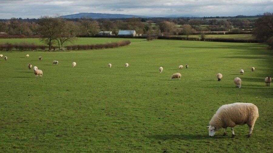 Photo "Sheep grazing in Welland Sheep grazing in a field in Welland to the east of Castelmorton Common. Bredon Hill, the largest Cotswold outlier can be seen in the distance." by Philip Halling (Creative Commons Attribution-Share Alike 2.0) / Cropped from original