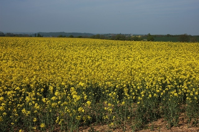 Field of Oil Seed Rape, Sheriff's Lench View to the north from the road to the west of Sheriff's Lench.