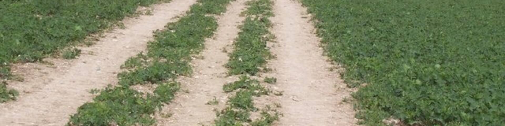 Footpath to Foxbrough Wood Path from Hartley Bottom Road, climbs up through Rape Field to Grange Lane, then crosses over into Wood to lead to Manor Lane.