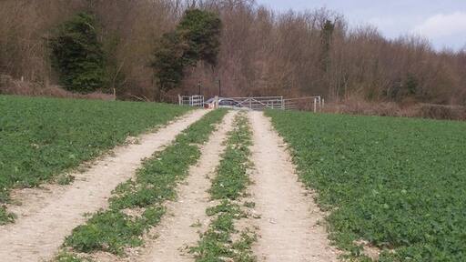 David Anstiss ๋์ "ํํ๋ฆฌ" ์ฌ์ง(CC BY-SA) / ์๋ณธ์์ ์๋ผ๋