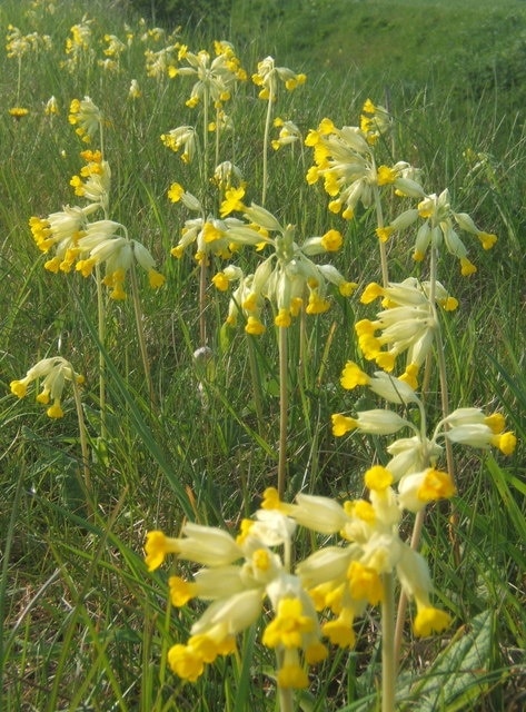 Foto "Wetherden" de Andrew Hill (CC BY-SA) / Recortada do original