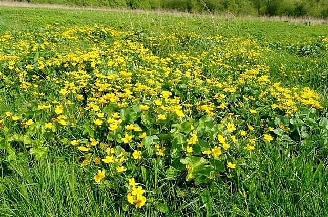 Plants on the Avon floodplain It is April and the footpath across the floodplain is dry again but has almost certainly been under water for much of the year. These plants are Marsh Marigolds. Thanks to Hugh Venables for identification.