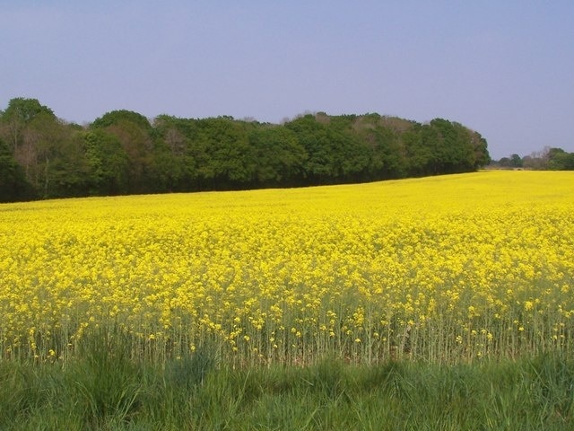 Edge of copse viewed across field of oilseed rape