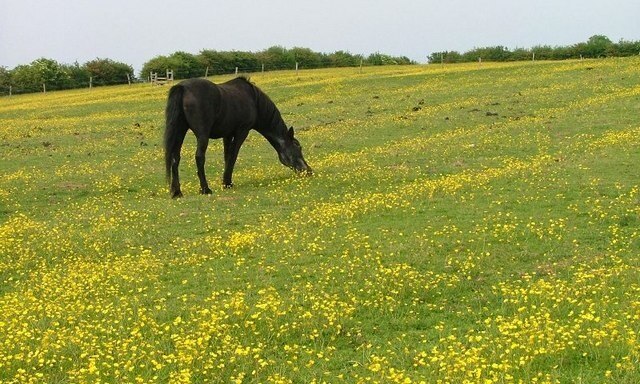 Photo "Newby" by Mick Garratt (CC BY-SA) / Cropped from original