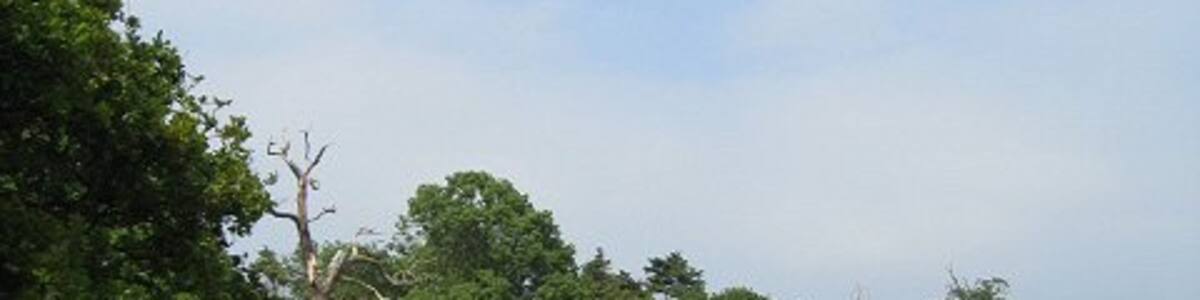 Photo "Looking across to Bush Covert This straggly woodland is called Bush Covert." by Alison Rawson (Creative Commons Attribution-Share Alike 2.0) / Cropped from original