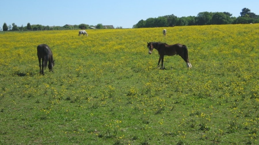 Photo "Horses in a buttercup field As seen from footpath from A224 London Road to Shoreham Lane." by David Anstiss (Creative Commons Attribution-Share Alike 2.0) / Cropped from original