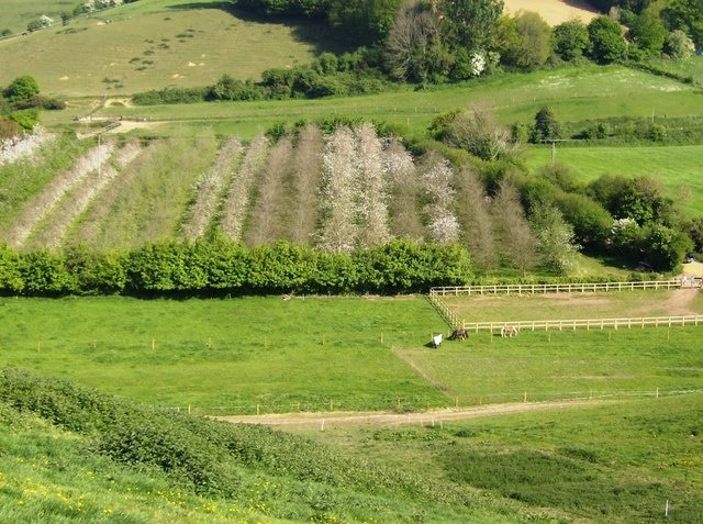 Orchards from Ridge Hill Looking south east down the scarp slope of Ridge Hill one gets a clear view of some of the extensive orchards in this valley.