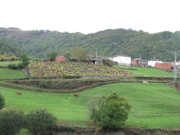 Cerca da Ponte da Boga