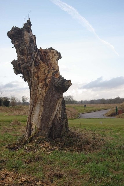 Woodpecker Feeding Station! This old trunk on The Grove golf course has been well investigated by woodpeckers