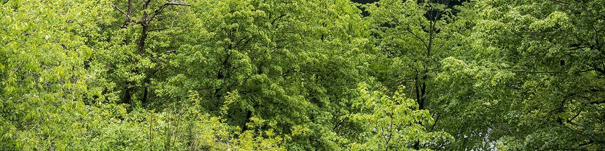 Photo "Progetto Parco Nazionale del Locarnese - Centovalli - Lago di Palagnedra" by Cassinam (Creative Commons Attribution-Share Alike 4.0) / Cropped from original