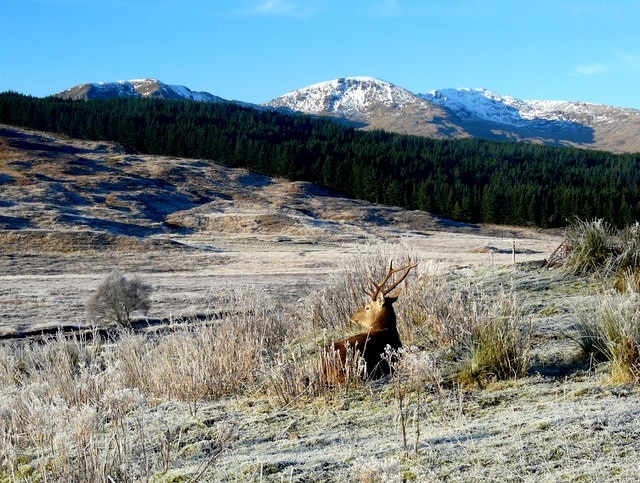 Stag near Duchally Lodge This fine fellow seems to be admiring the view.