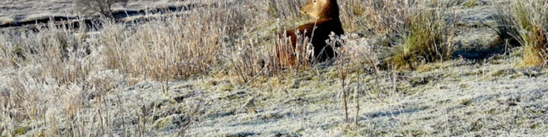 Stag near Duchally Lodge This fine fellow seems to be admiring the view.