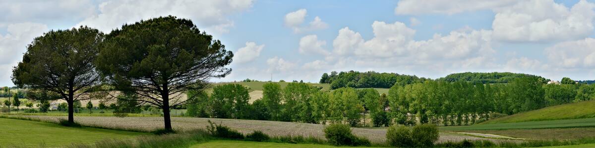 Photo "Spring landscape with two pine-trees (Pinus pinea), Chavenat, Charente, France." by JLPC (Creative Commons Attribution-Share Alike 3.0) / Cropped from original