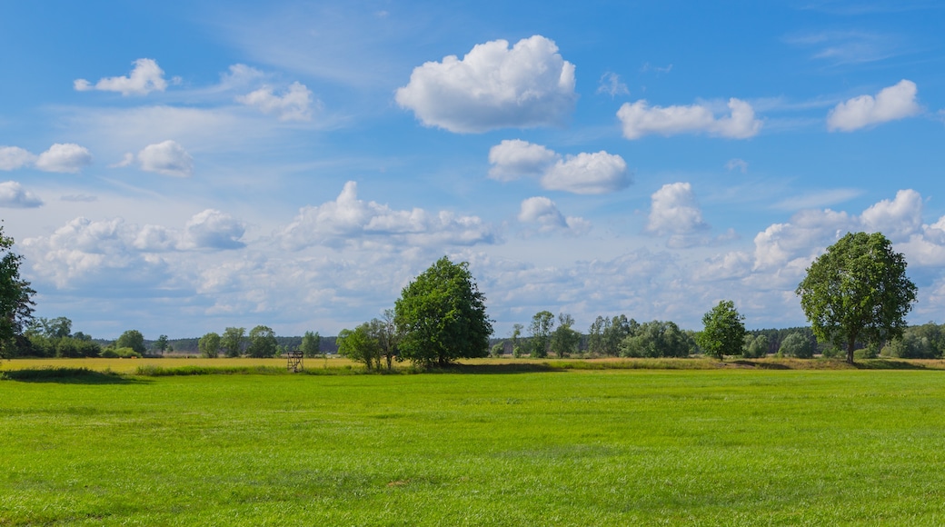 Foto ‘Märkische Heide’ van J.-H. Janßen (CC BY-SA) / bijgesneden versie van origineel