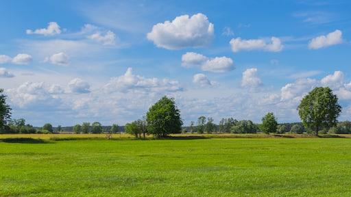 Foto "Märkische Heide" oleh J.-H. Janßen (CC BY-SA) / Dipotong dari foto asli