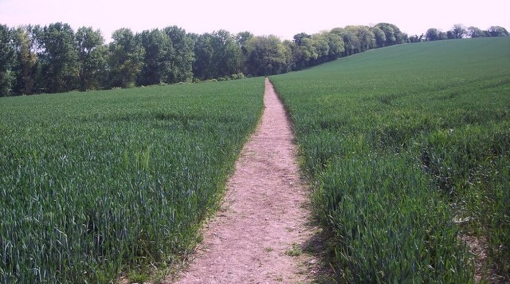 Photo "Farnham" by Trish Steel (CC BY-SA) / Cropped from original
