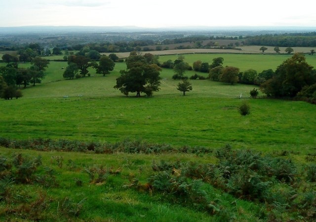 Mature Oaks, near Felixkirk Ancient parkland that was enclosed in the 19thC near Felixkirk.